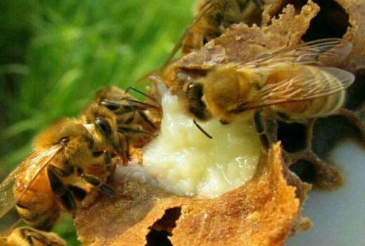 اخذ کد محصول و مجوز بهداشتی برای بسته‌بندی ژل رویال برای اولین بار در کشور