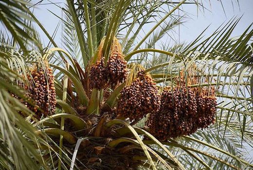 تداوم شرجی هوا در استان بوشهر