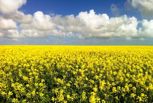 همکاری ستاد اجرایی فرمان حضرت امام در کشت کلزا