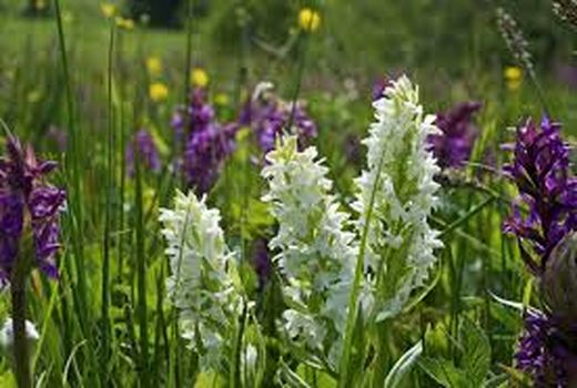 برای اولین بار برداشت 50کیلوگرم ثعلب از مراتع شهرستان نیر