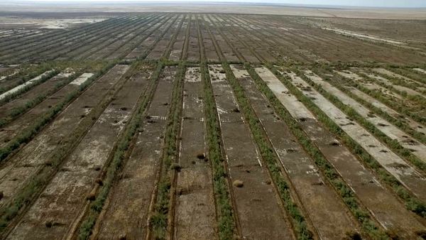 نهالکاری ۲۴ هزار و ۵۷۱ هکتار از اراضی  خوزستان برای مقابله با گرد و غبار 