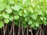 ۲۶ هزار اصله نهال انگور دیم در کیار توزیع شد