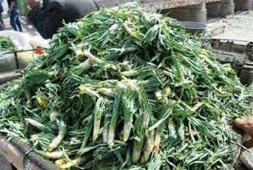 برداشت چریش از عرصه‌های طبیعی خراسان شمالی ممنوع شد