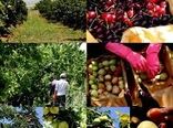 برداشت 15 تن انار در واحد سطح 