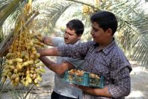 محصول شیرین نخیلات بوشهر به بازار آمد