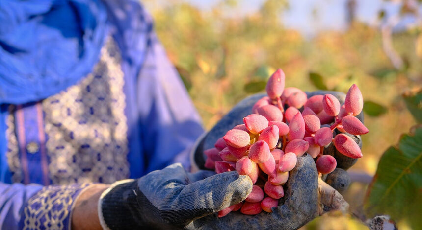 پسته ایران در آزمون آب و اقلیم