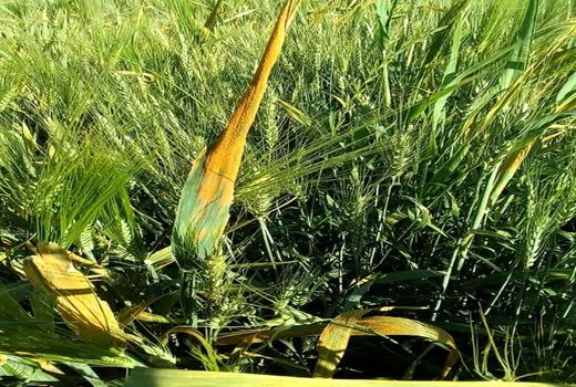 مبارزه با بیماری‌های غلات در مزارع بیضا ادامه دارد