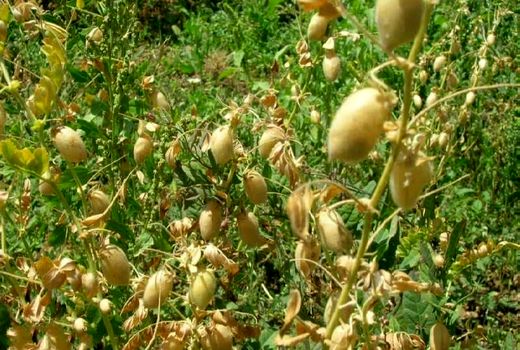 کشت نخود علوفه ای در ۵۰ هکتار از مزارع کشاورزی شهرستان البرز