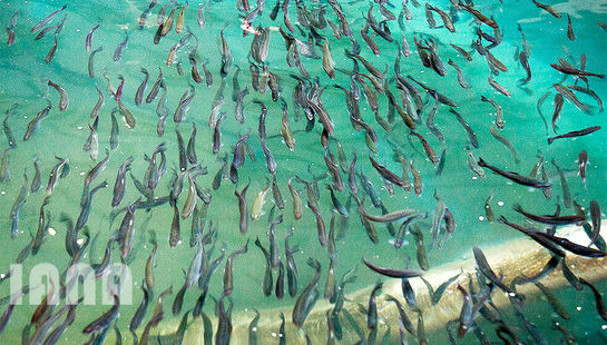 پرورش ماهی در زنجان 