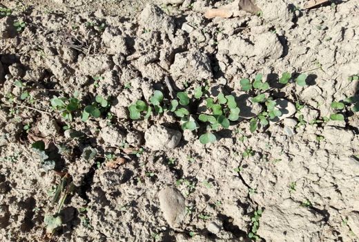 کشت کلزای پاییزه در اراضی کشاورزی شهرستان قدس پایان یافت