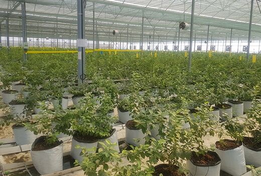 شکوفایی تولید و اشتغال در گلخانه‌های کوچک مقیاس استان فارس