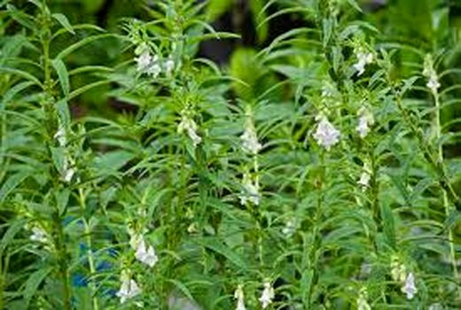 کشت هفت هزار و ۵۰۰ هکتار محصول تابستانه در خرمشهر