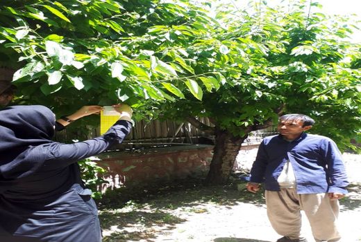 فعالیت شبکه‌های مراقبت برای  ردیابی آفات مگس گیلاس و کرم سیب در باغات شمیرانات