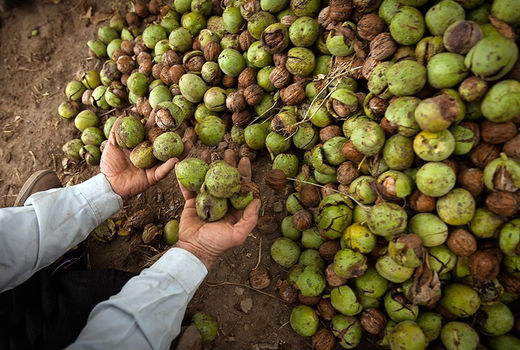 سرما جان گردوها را گرفت