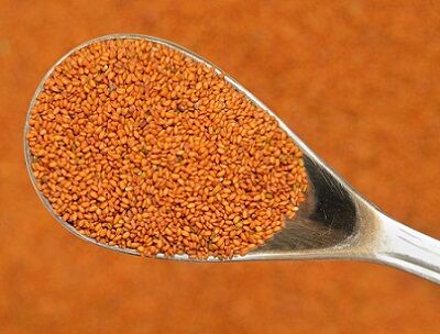 خاکشیر به جمع گیاهان دارویی فیروزآباد پیوست