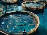 تولید ۳ هزار تُن انواع آبزیان در واحدهای آبزی‌پروری استان قزوین 