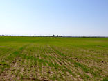 30هزار هکتار از زمین‌های کشاورزی سیستان زیر کشت پاییزه 