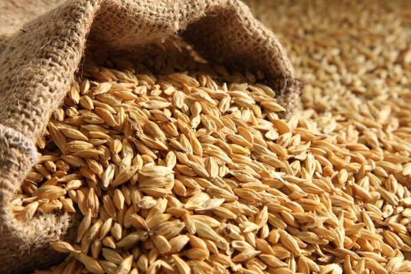 آغاز خرید تضمینی گندم در همدان