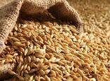آغاز خرید تضمینی گندم در همدان