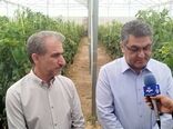 عزم جدی شرکت شهرک‌های کشاورزی برای توسعه گلخانه‌ها در ایلام