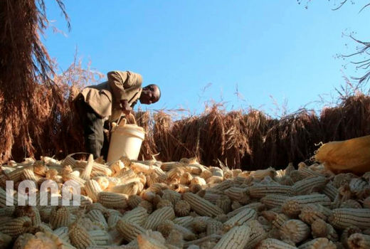 رشد ذرت یا نه؟ 