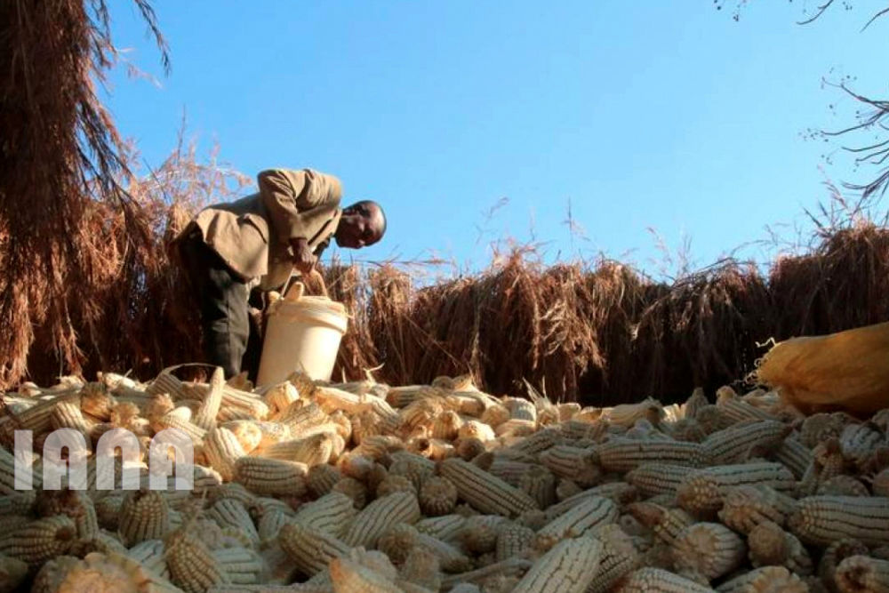 رشد ذرت یا نه؟ 