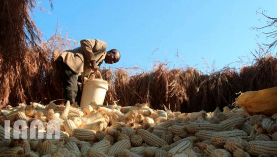 رشد ذرت یا نه؟ 