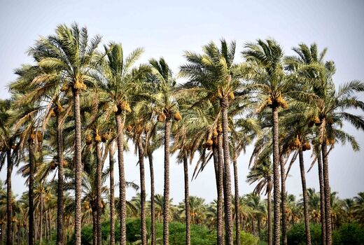 سهم 14 درصدی ایران از تولید خرما/ جایگاه صادراتی خرمای ایران تقویت شود