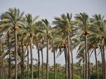سهم 14 درصدی ایران از تولید خرما/ جایگاه صادراتی خرمای ایران تقویت شود