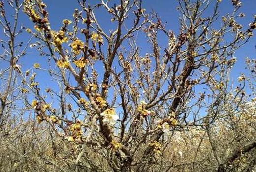 حوادث طبیعی هزار و ۷۷۰ میلیارد ریال به حوزه کشاورزی شیروان خسارت زد