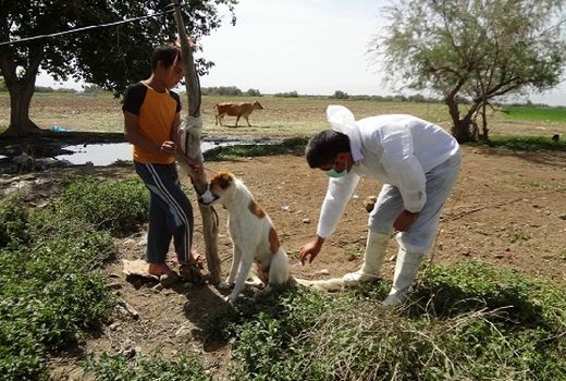 متولی جمع آوری و کنترل سگ‌های بلاصاحب شهرداری است