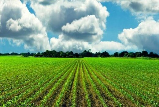 افزایش راندمان تولید در مزارع با اجرای طرح جهش تولید