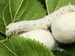 امسال بیش از ۵۰ کارگاه در استان زنجان برای پرورش کرم ابریشم فعال شده است