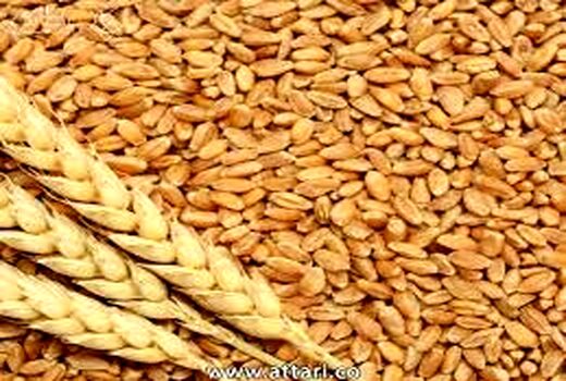 اجرای دو طرح تحقیقاتی علمی برای بهبود تولید گندم در بوشهر