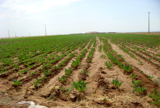 1400 هکتار از اراضی کشاورزی استان قزوین به زیر کشت چغندر قند رفت 