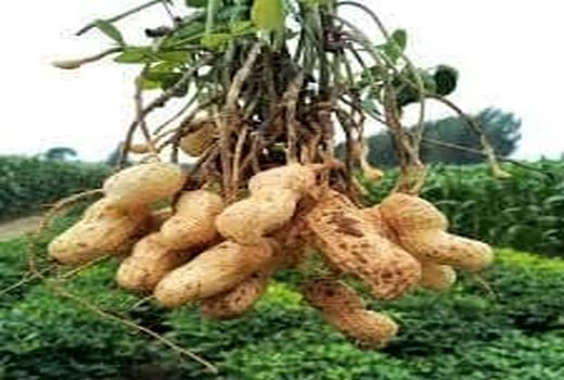 بادام زمینی برای اولین بار در بوانات کشت می‌شود