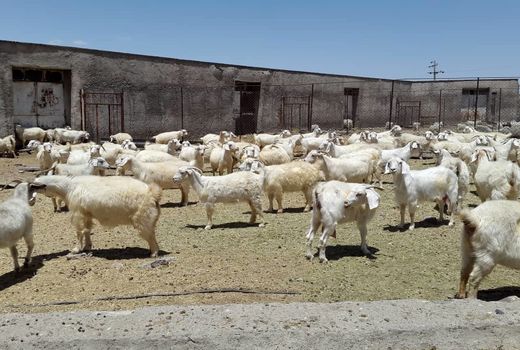 رتبه کرک کرمان در گروی فعالیت ایستگاه بز کرکی شهرستان بافت