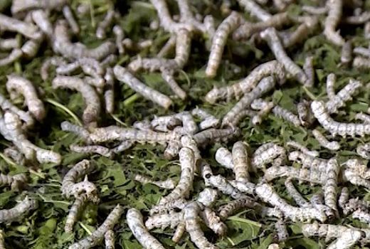 بازدید رئیس اداره بهداشت و مدیریت بیماری های طیور، زنبورعسل و کرم ابریشم اداره کل دامپزشکی خراسان شمالی از نوغانداری‌های روستای قتلیش