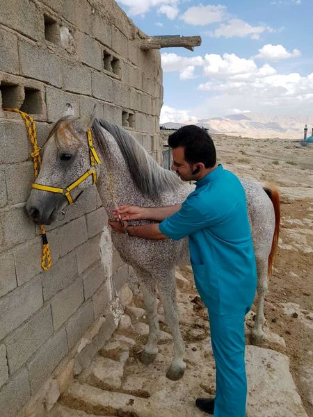 اسب‌های لارستان تحت پایش مشمشه قرار گرفتند