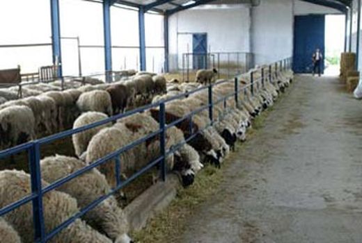 فعالیت تعداد 155 واحد گوساله و بره پرواری صنعتی در آذربایجان غربی