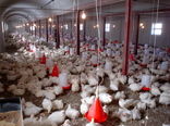 رشد پنج‌ درصدی تولید مرغ گوشتی در بافق