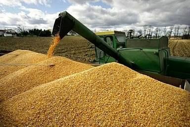 ۷۰ درصد از مطالبات کشاورزان پرداخت شده است/فعالیت بی‌وقفه شبکه تعاون روستایی در خرید تضمینی گندم و دانه‌های روغنی