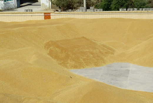 شهرستان ری رتبه نخست تولیدگندم در استان تهران است