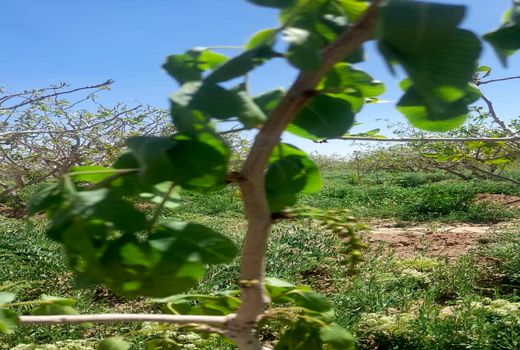 حوادث غیر مرتقبه طبیعی خسارت شدیدی به باغات پسته شهرستان انار وارد کرده است