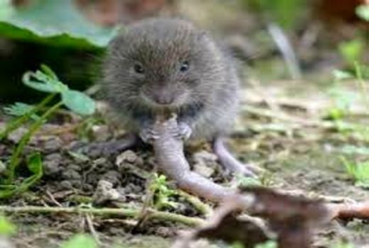 کشاورزان مراقب افزایش جمعیت موش‌ها در باغات و مزارع باشند