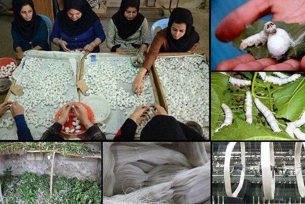 آموزش نوغانداری در سال ۱۴۰۶ نتیجه‌محور می‌شود