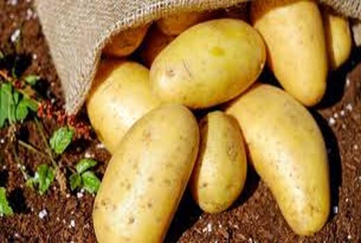 برداشت بیش از 515 هزار تن سیب زمینی از اراضی این شهرستان