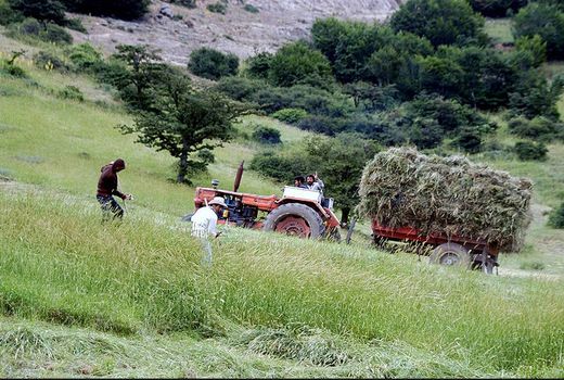 برداشت ۲۵۰ هزار تن علوفه از مراتع چهارمحال و بختیاری 