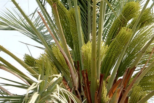 عملیات گرده افشانی نخیلات در دشتستان آغاز شد 