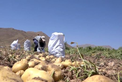 کشت زود هنگام سیب زمینی با رقمِ جدید در افوس